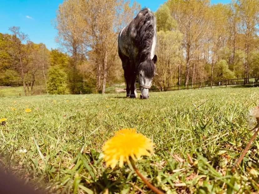 Faire Une Pause Avec Le Temps Thimister Ngoại thất bức ảnh